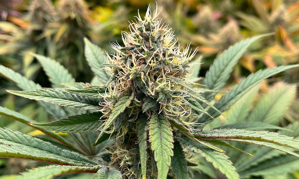 Guia-engordar-cogollos-cannabis.jpg