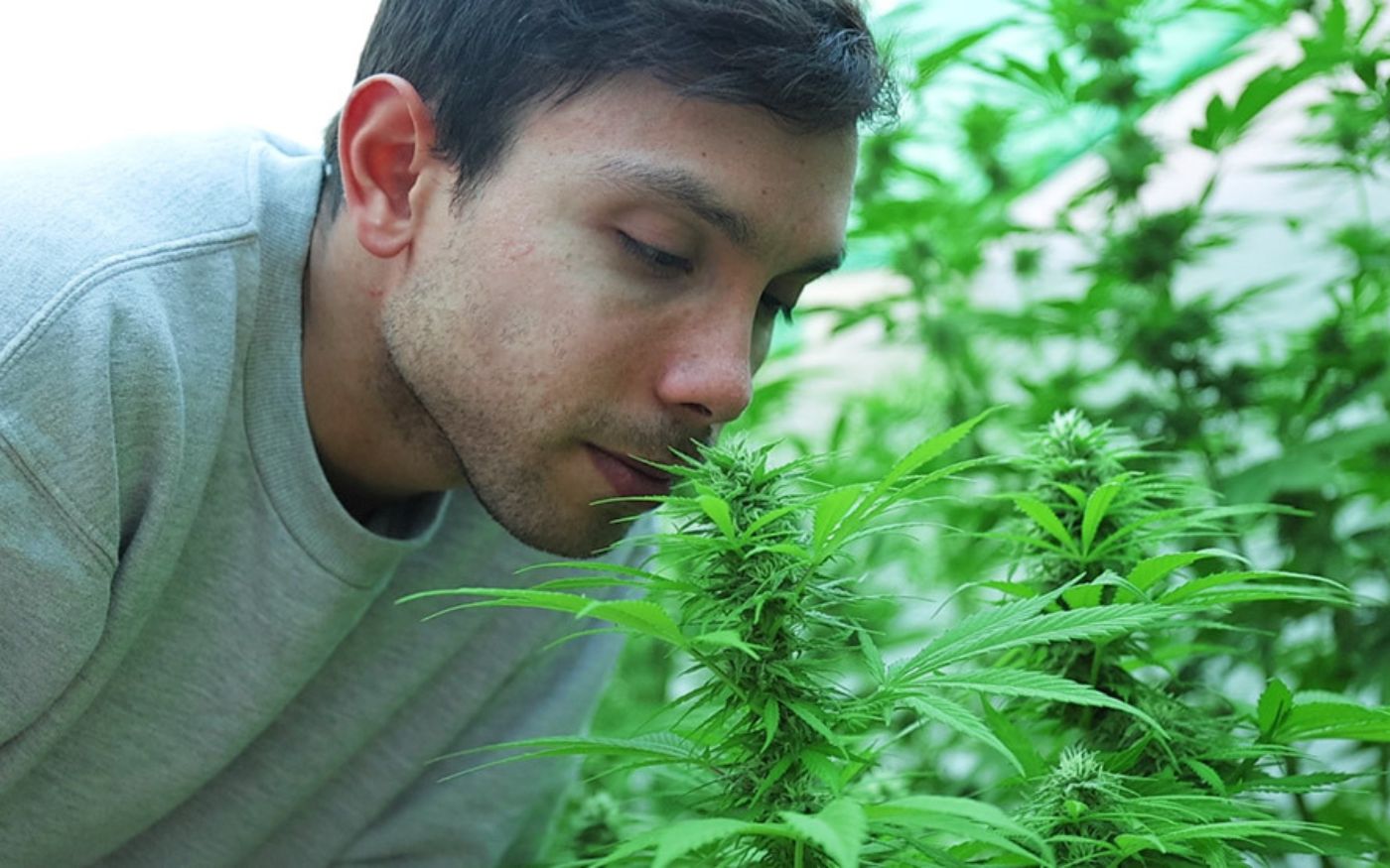 Noé mirando las plantas de Cannabis Gorilla Sherbet de Sweet Seeds