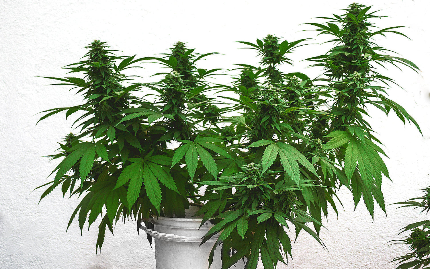 Técnica LST entrenamiento de bajo estrés en planta de cannabis