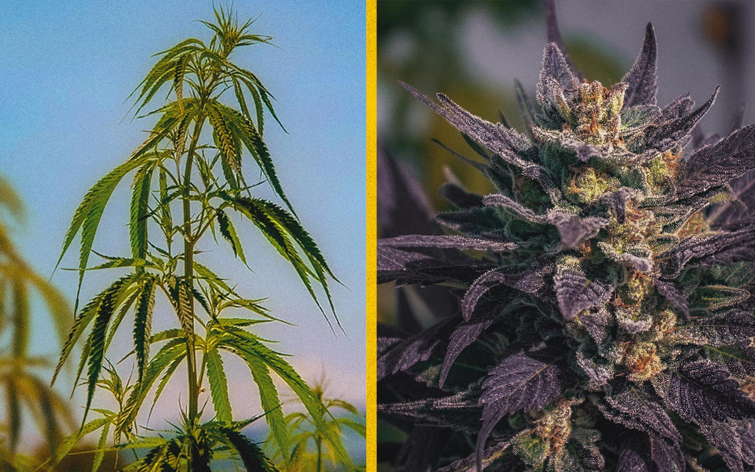 Diferencia entre cáñamo industrial y marihuana — THC, usos y legalidad