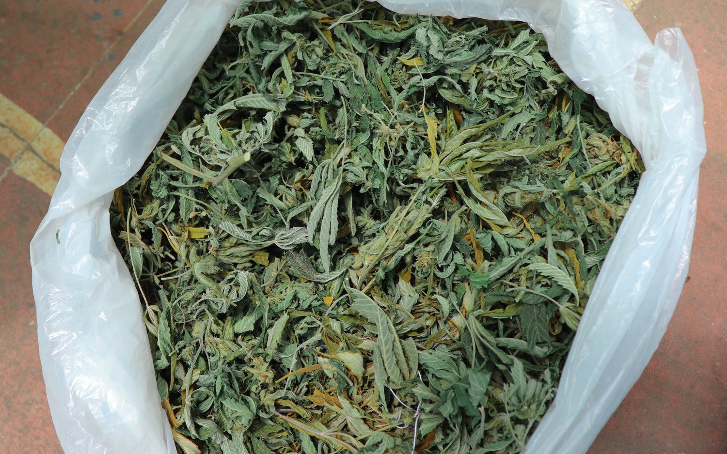 Descarboxilar hojas de marihuana