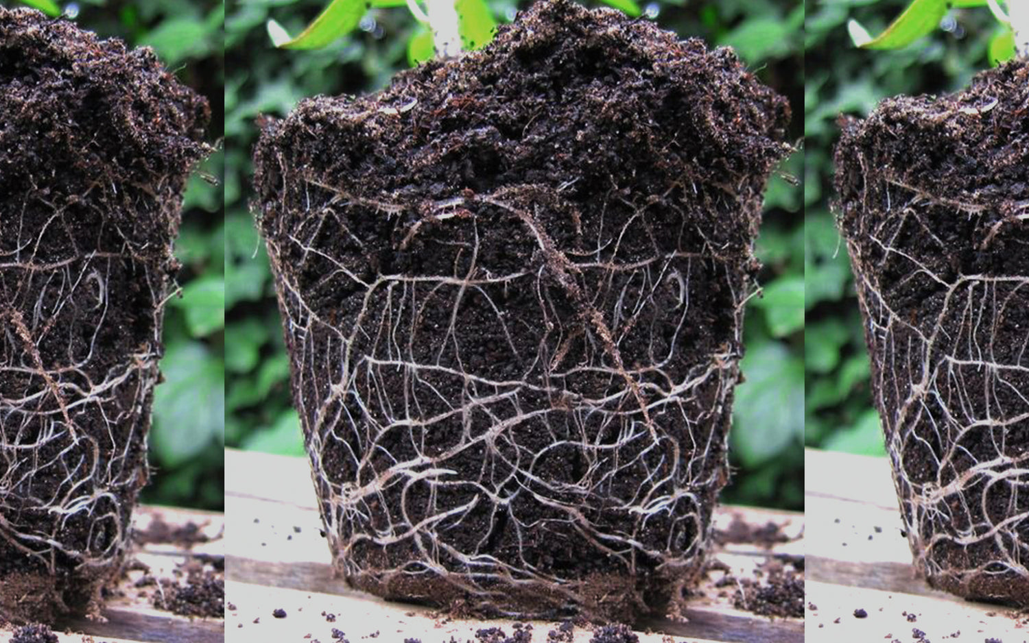 Lavado de raíces: ¿Elimina el sabor a fertilizante?