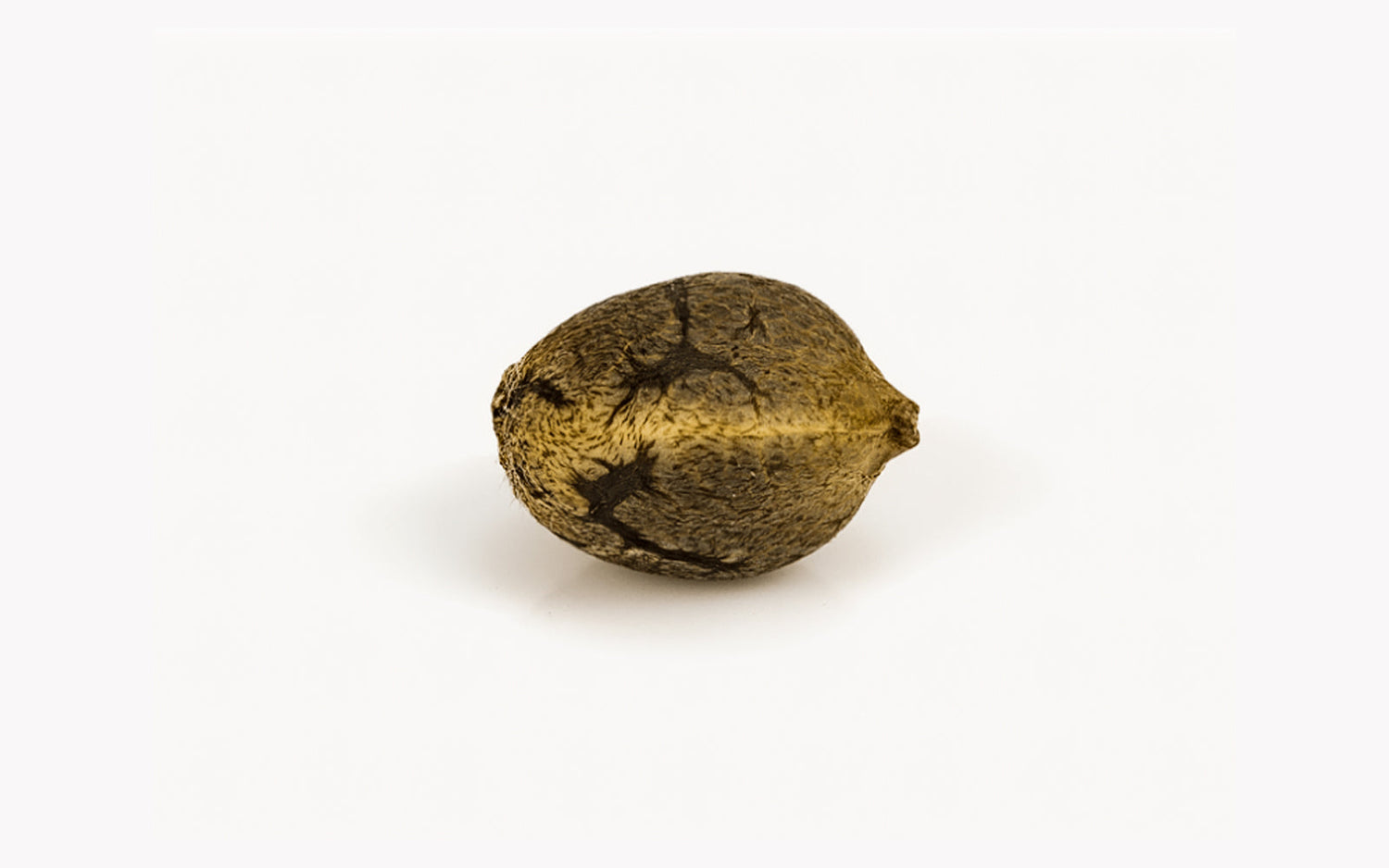 semilla de cannabis para germinar