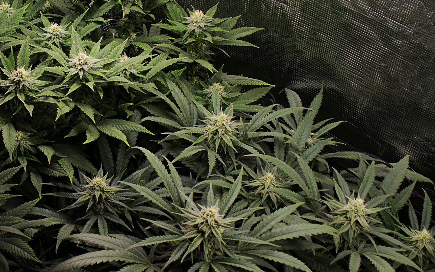 cultivo de interior de marihuana 6 semanas de floración