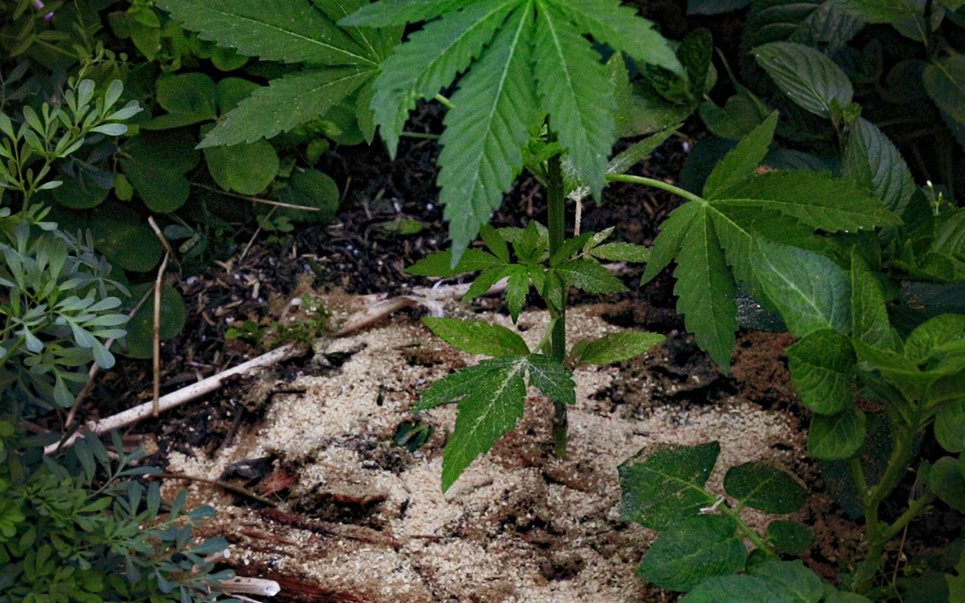 Suelo con enmiendas donde se cultivó marihuana y otras plantas