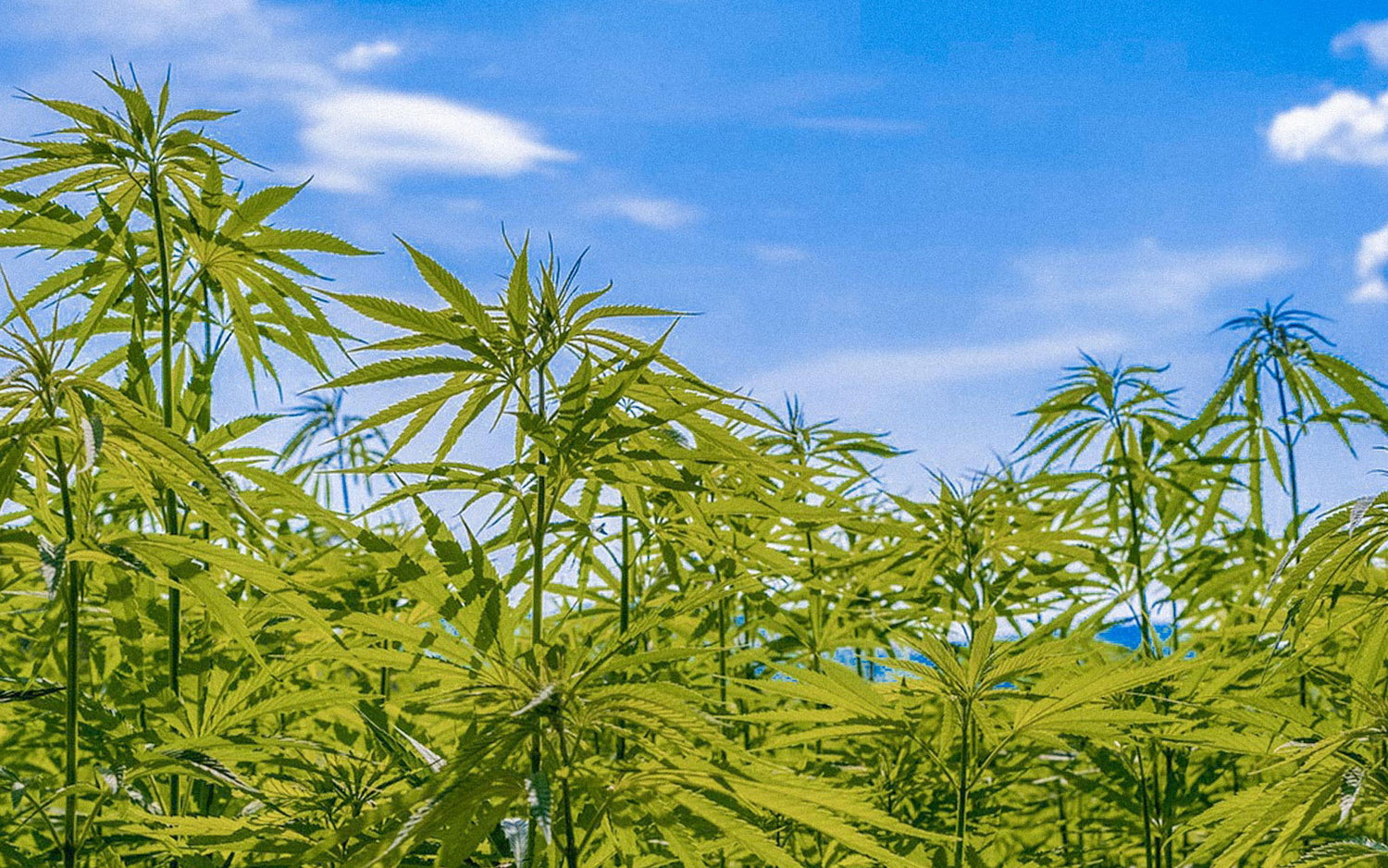 Planta cannabis Landrace