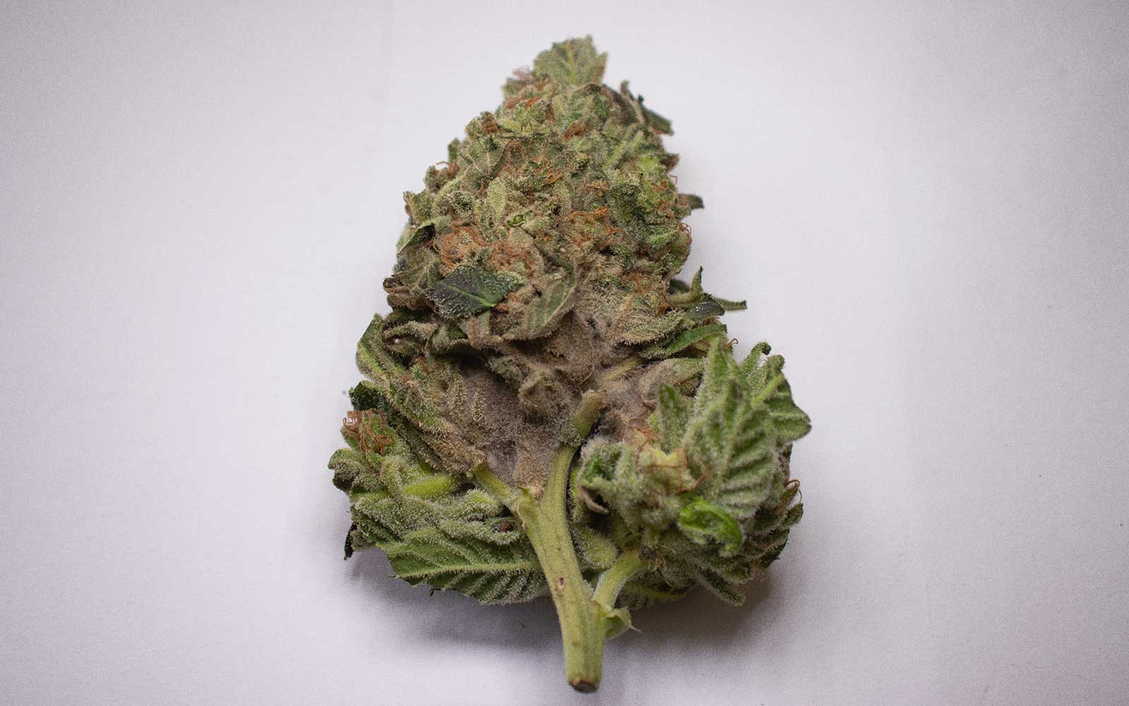 Cogollo de cannabis con moho gris botrytis en cultivo indoor