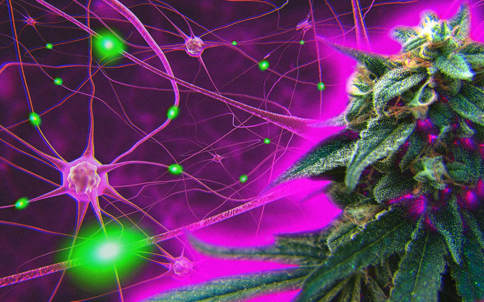 alt='' Cannabis y neuronas ''