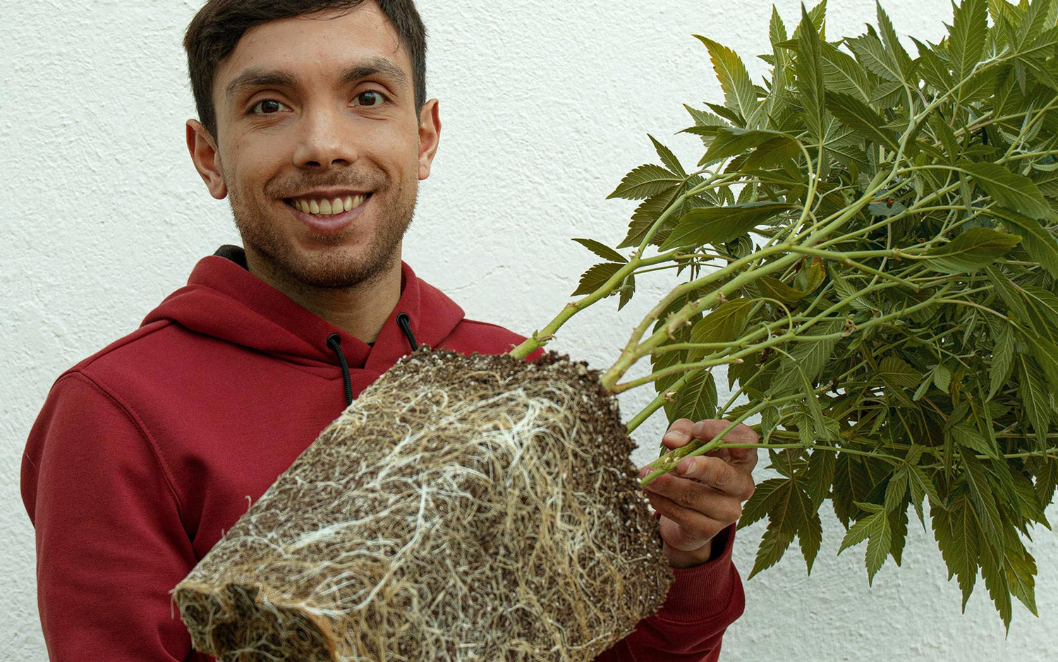 trasplante planta cannabis 