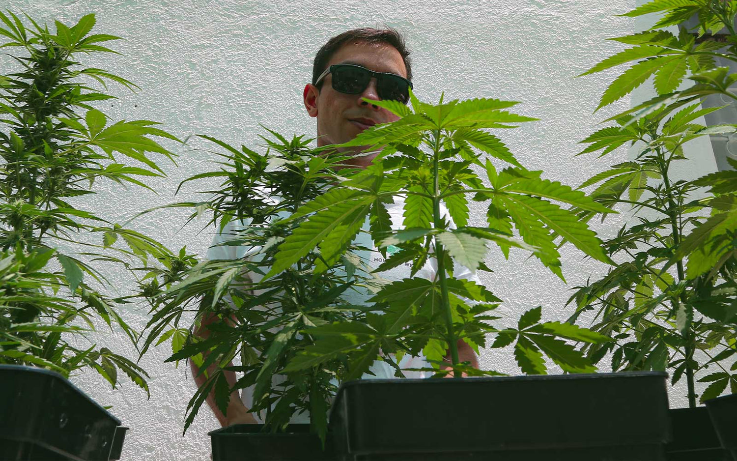plantas de marihuana autofloreciente en exterior 