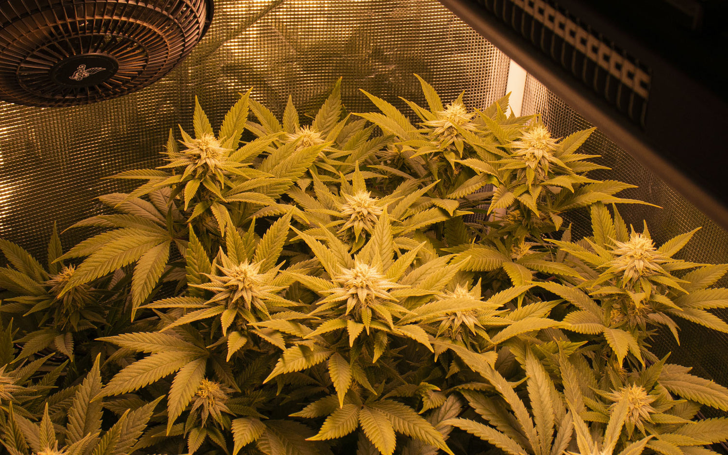 luz led e implementos de cultivo interior de marihuana 