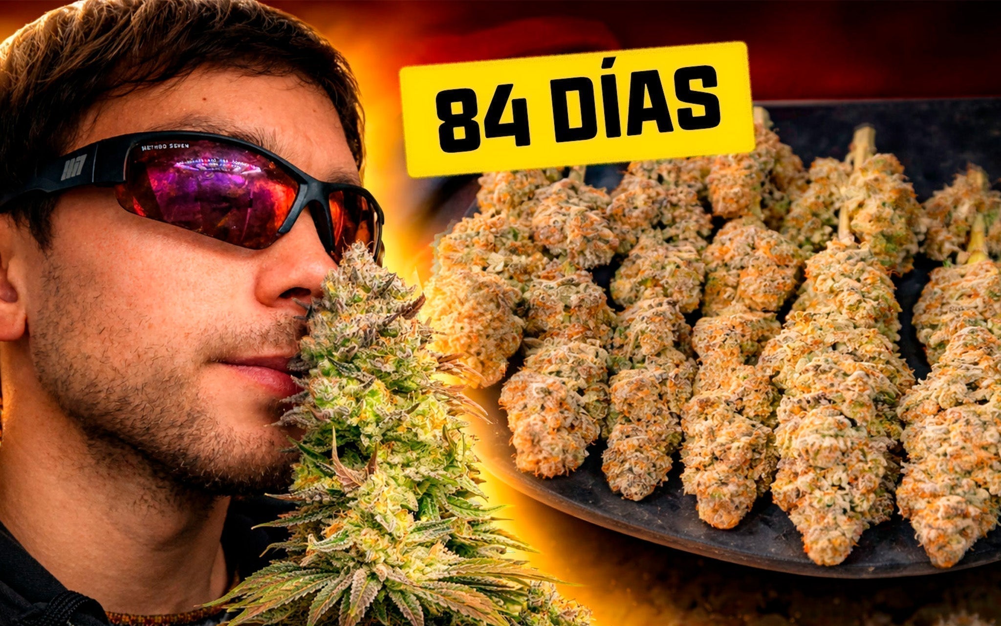 Planta cannabis Elixir de World Breeders con colores púrpura por antocianinas en cultivo indoor de invierno