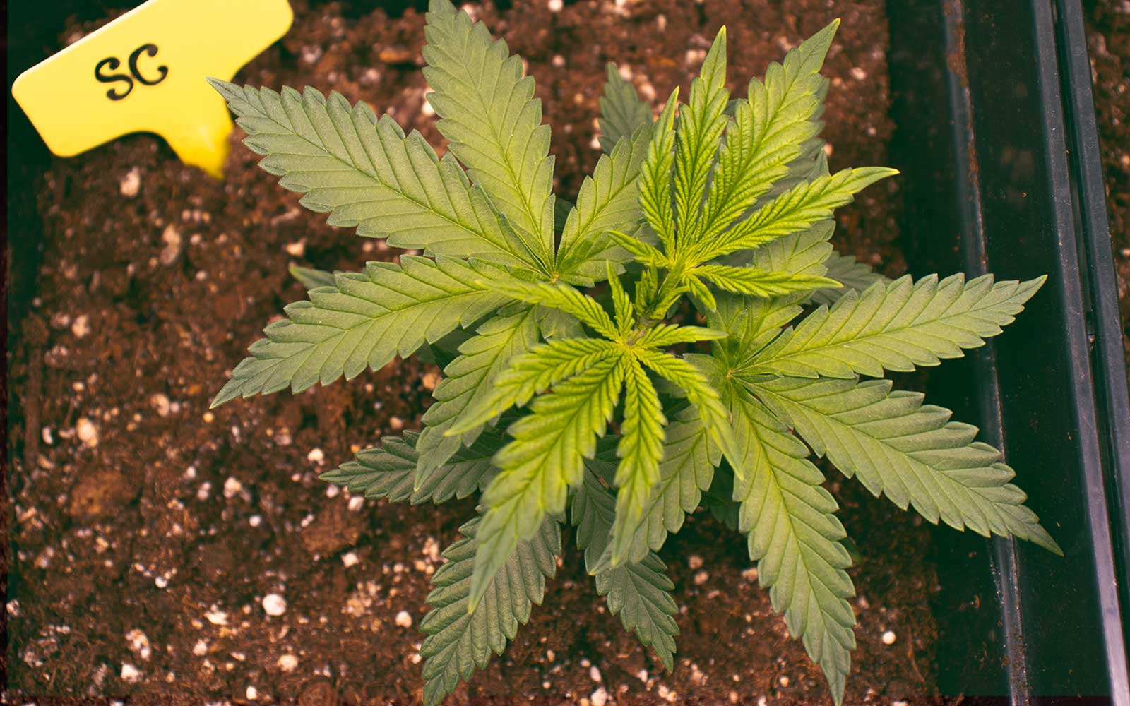 planta de marihuana en primeras semanas del vegetativo