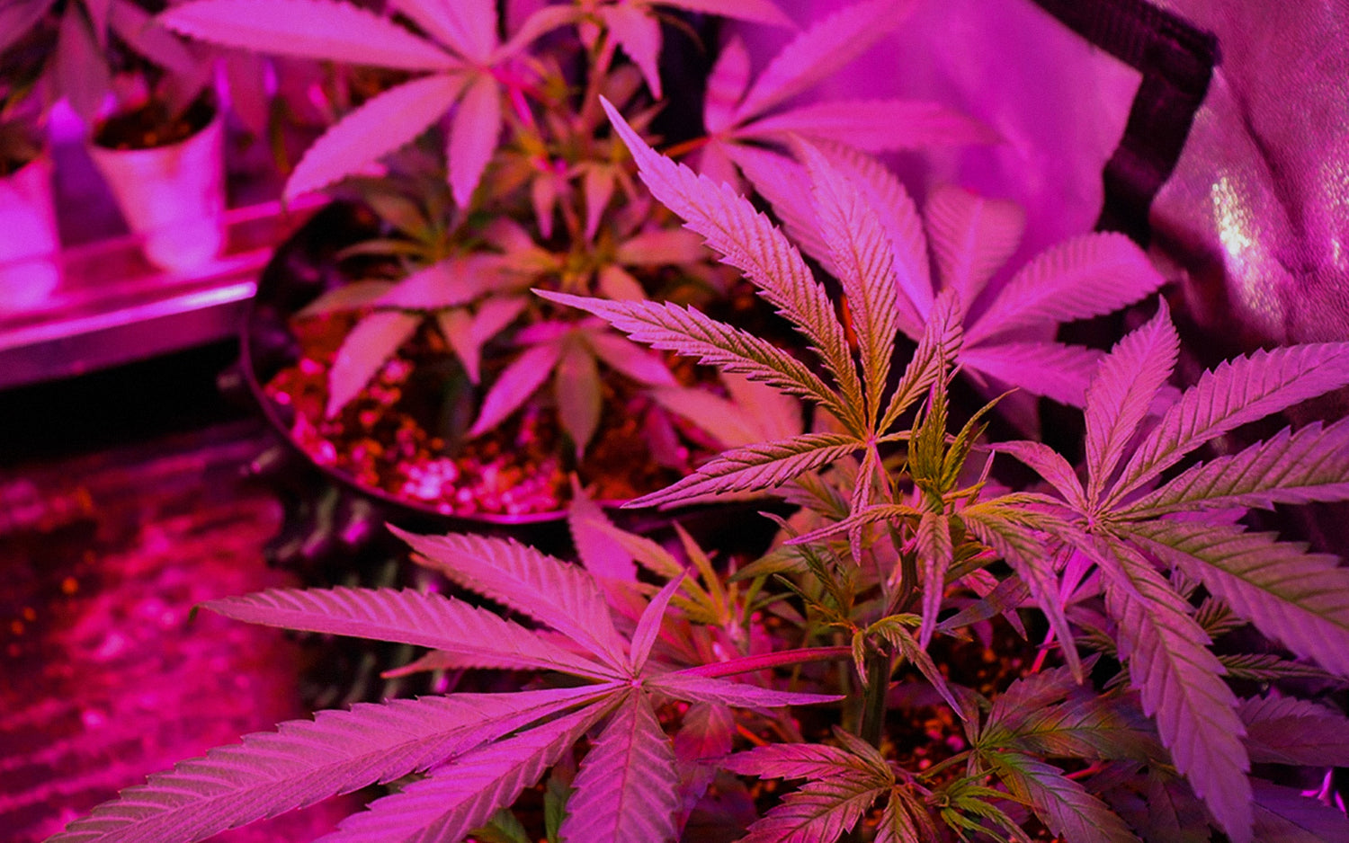 planta de cannabis en período vegetativo en interior iluminada con luz led