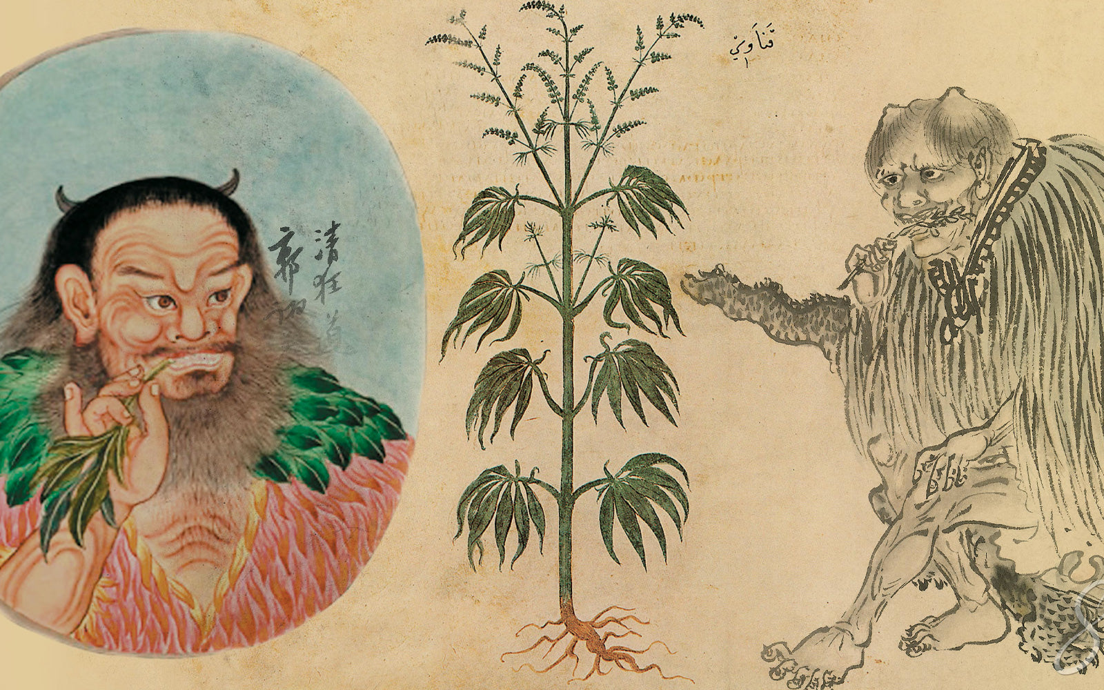 historia del cannabis