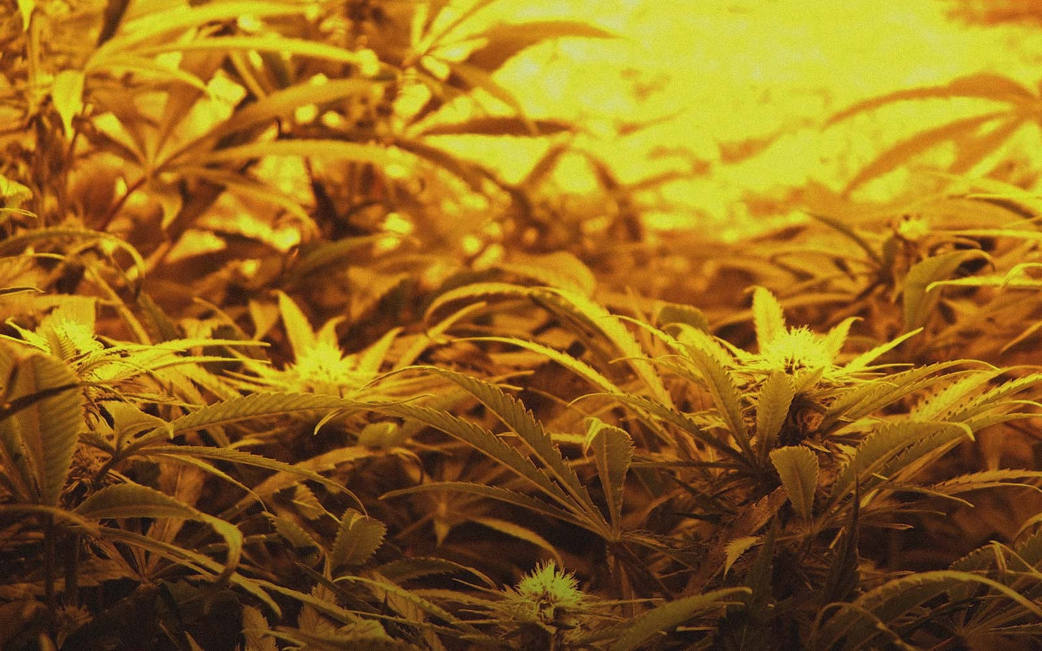 Iluminación Cultivo Indoor Cannabis