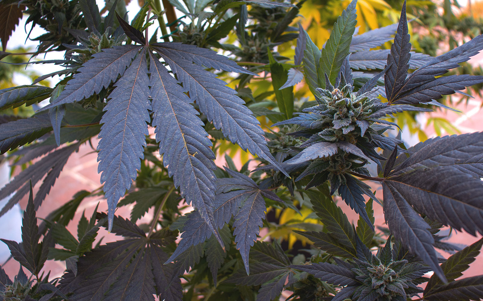 Tipos de cultivo de marihuana en exterior — macetas vs. tierra directa