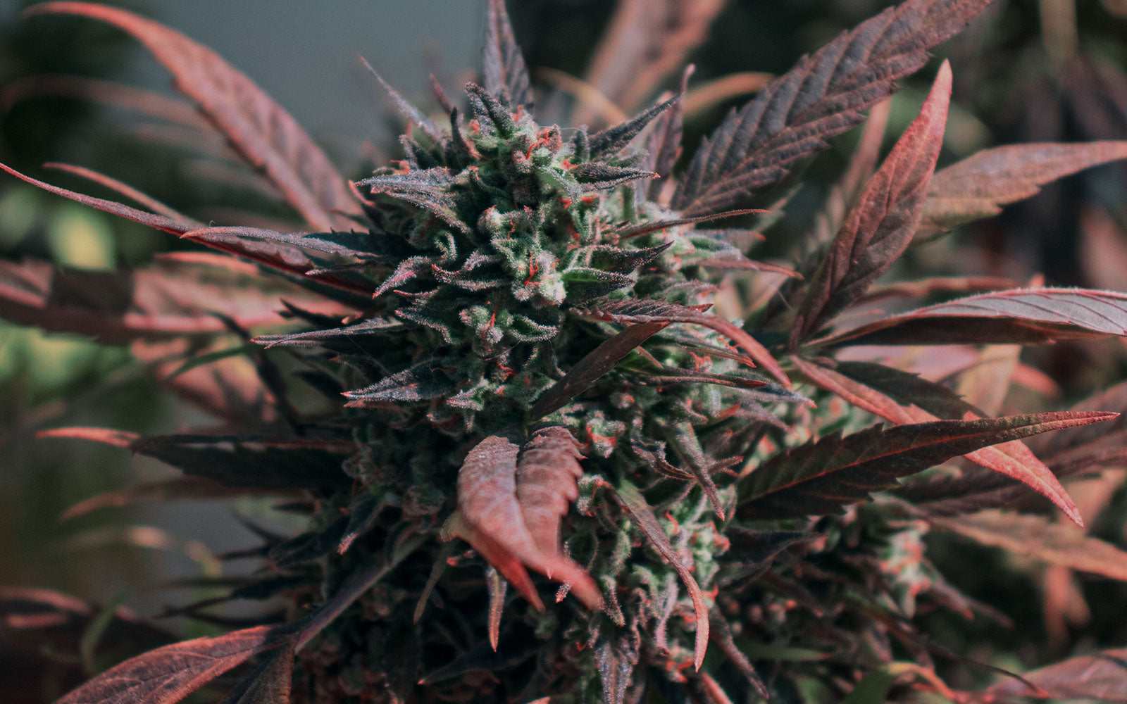 Cultivo de semillas autoflorecientes de marihuana en exterior
