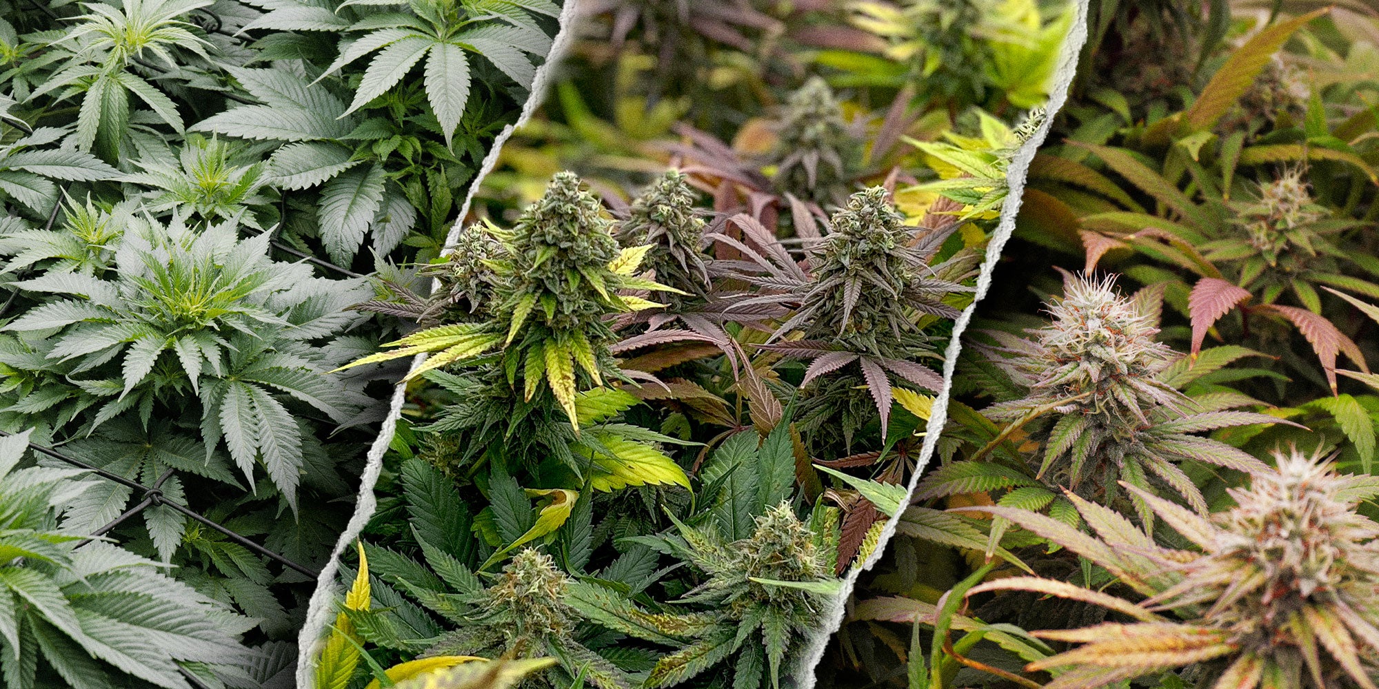 Productos para el cultivo de Cannabis