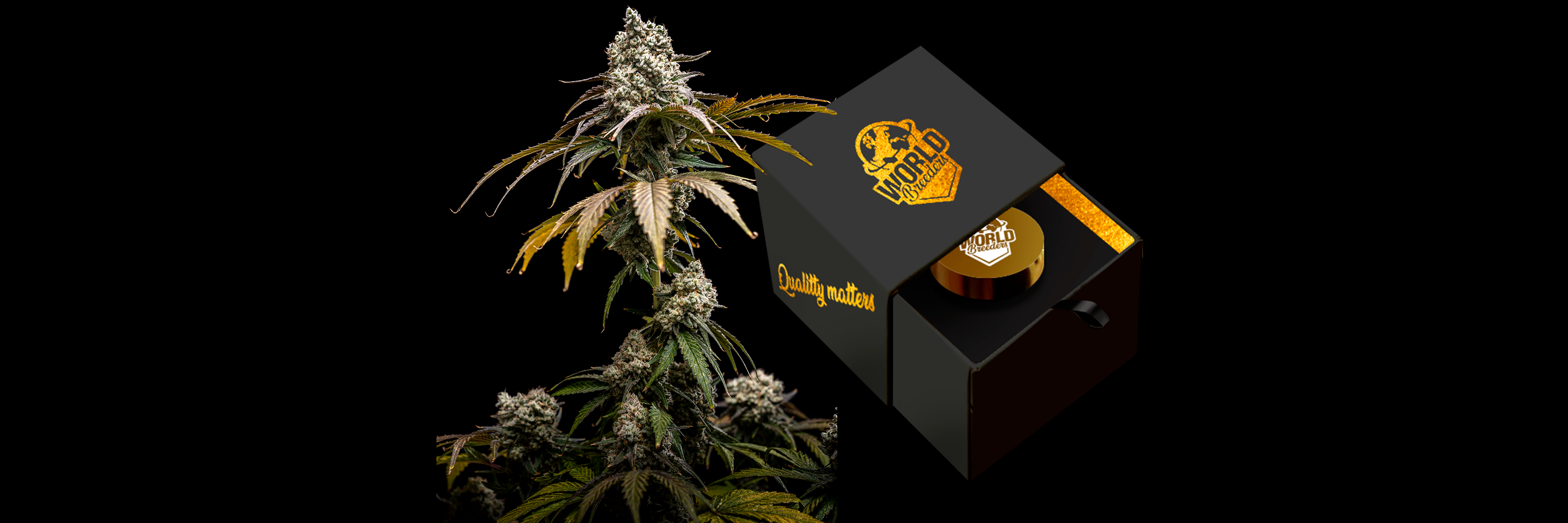 Semillas World Breeders