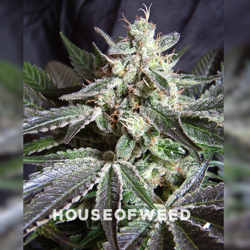 Black Jack Fast Version de Sweet Seeds