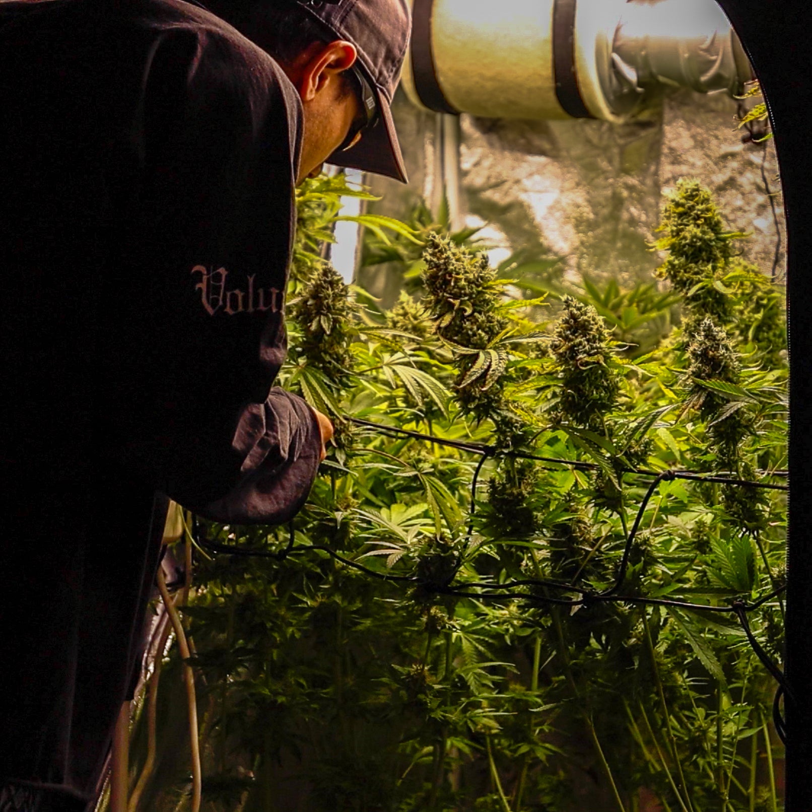 Curso de Cultivo de Cannabis Online