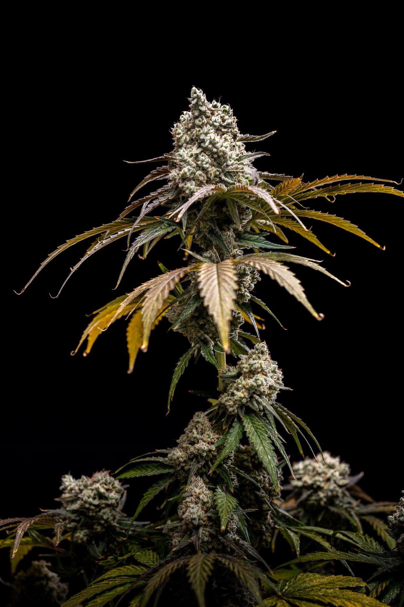 Planta de cannabis en floración, variedad Cherry Crush de World Breeders. Estructura índica, con cogollos compactos de color verde y hojas con tonos púrpura oscuro.