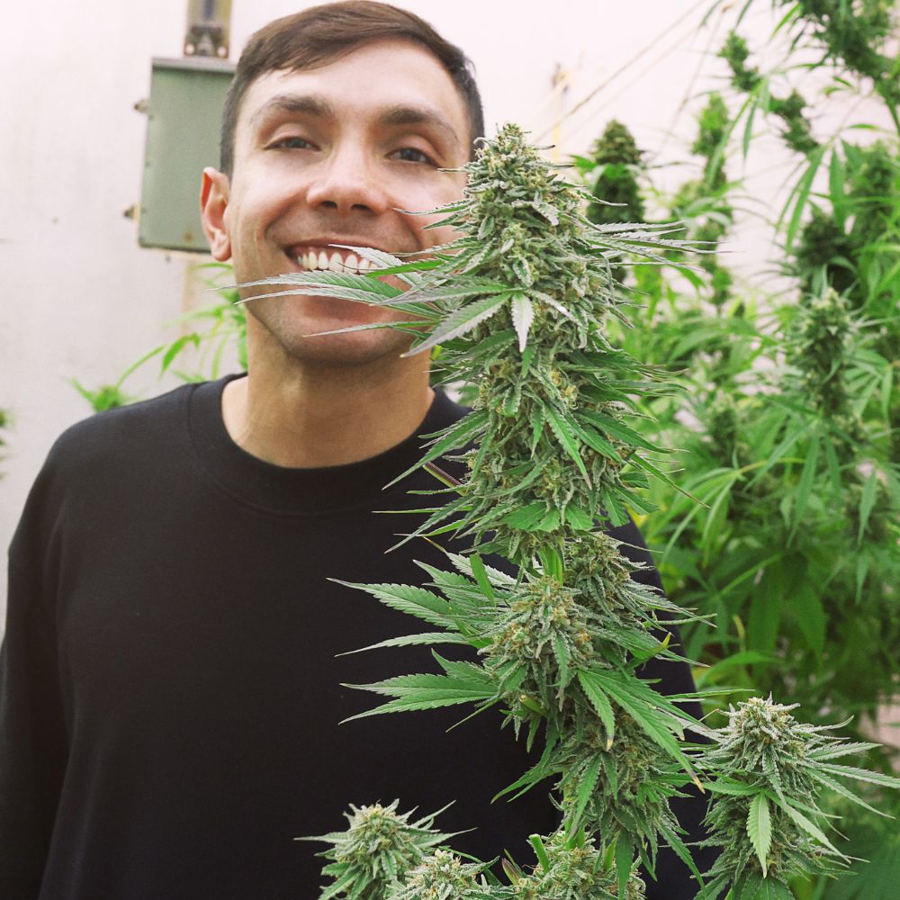 Curso de Cultivo Orgánico de Cannabis House of Weed