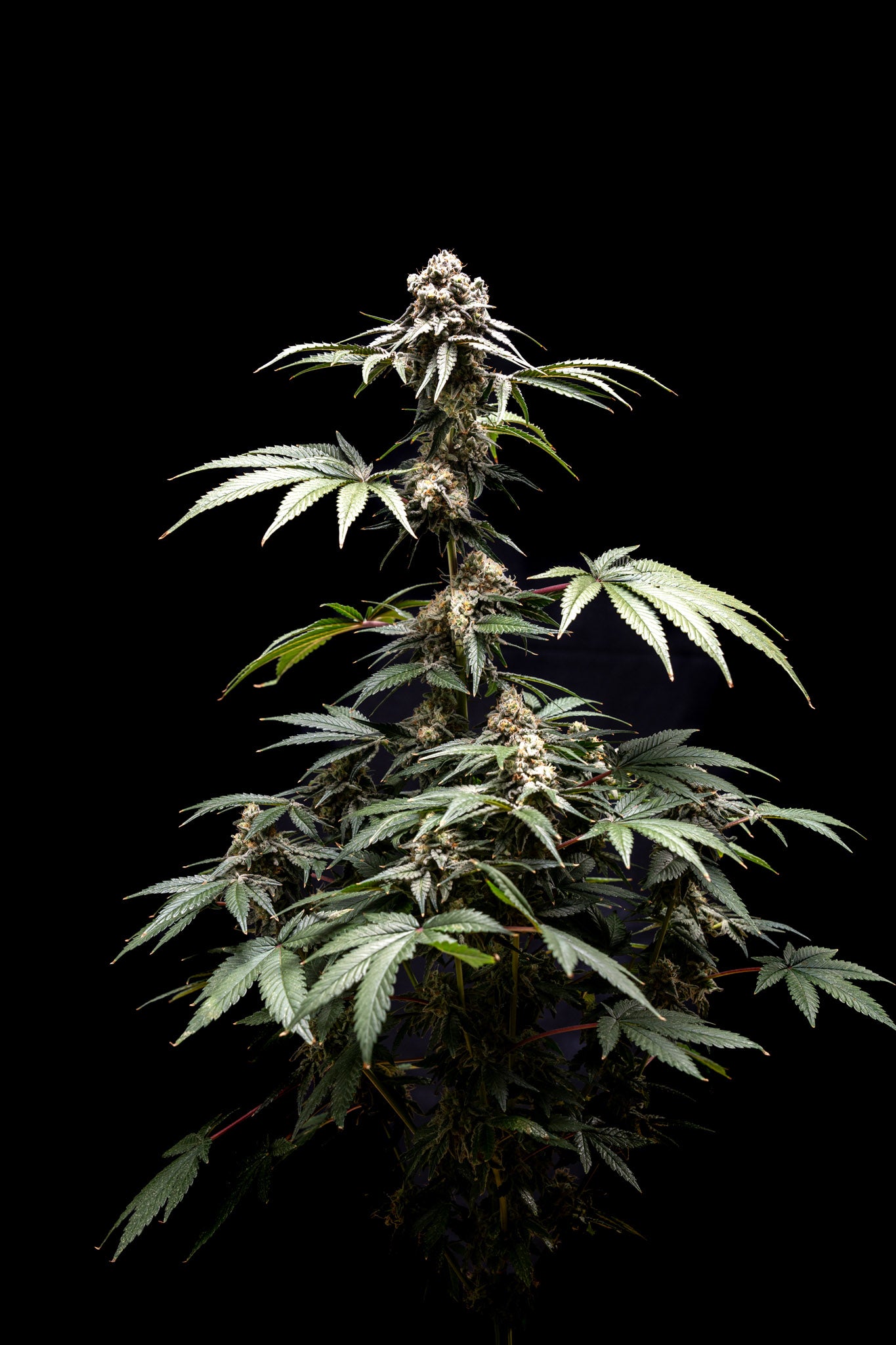 Planta de cannabis Fizzy Gum de World Breeders en floración. Cogollos densos y voluminosos.