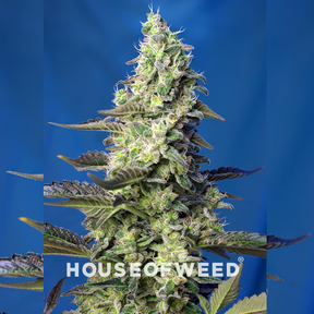 Green Poison XL Auto® de sweet seeds