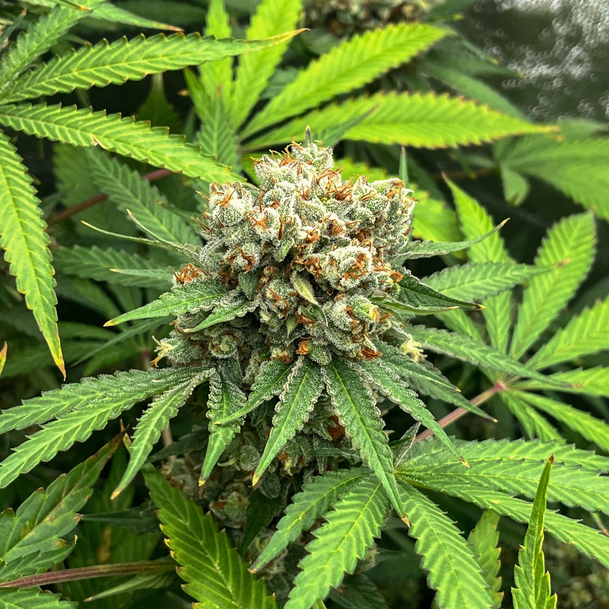 Primer plano de un cogollo de cannabis denso y resinoso en etapa de floración