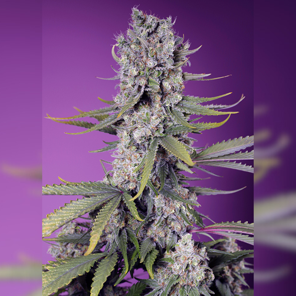 Papaya Zoap Fast Version F1  de Sweet Seeds