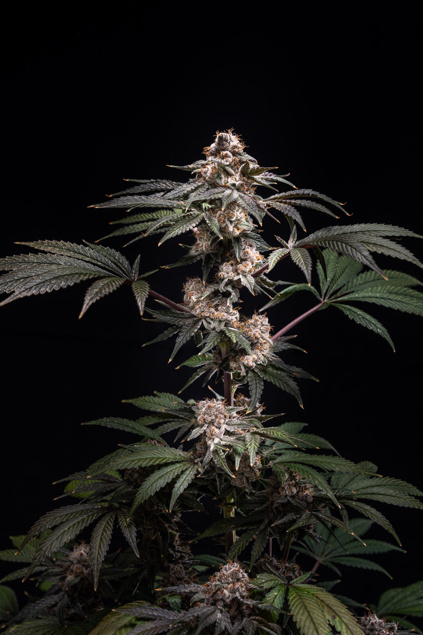 Planta de cannabis en floración Pilot de World Breeders. Cogollo híbrido denso y resinoso con aroma a sandía y caramelo