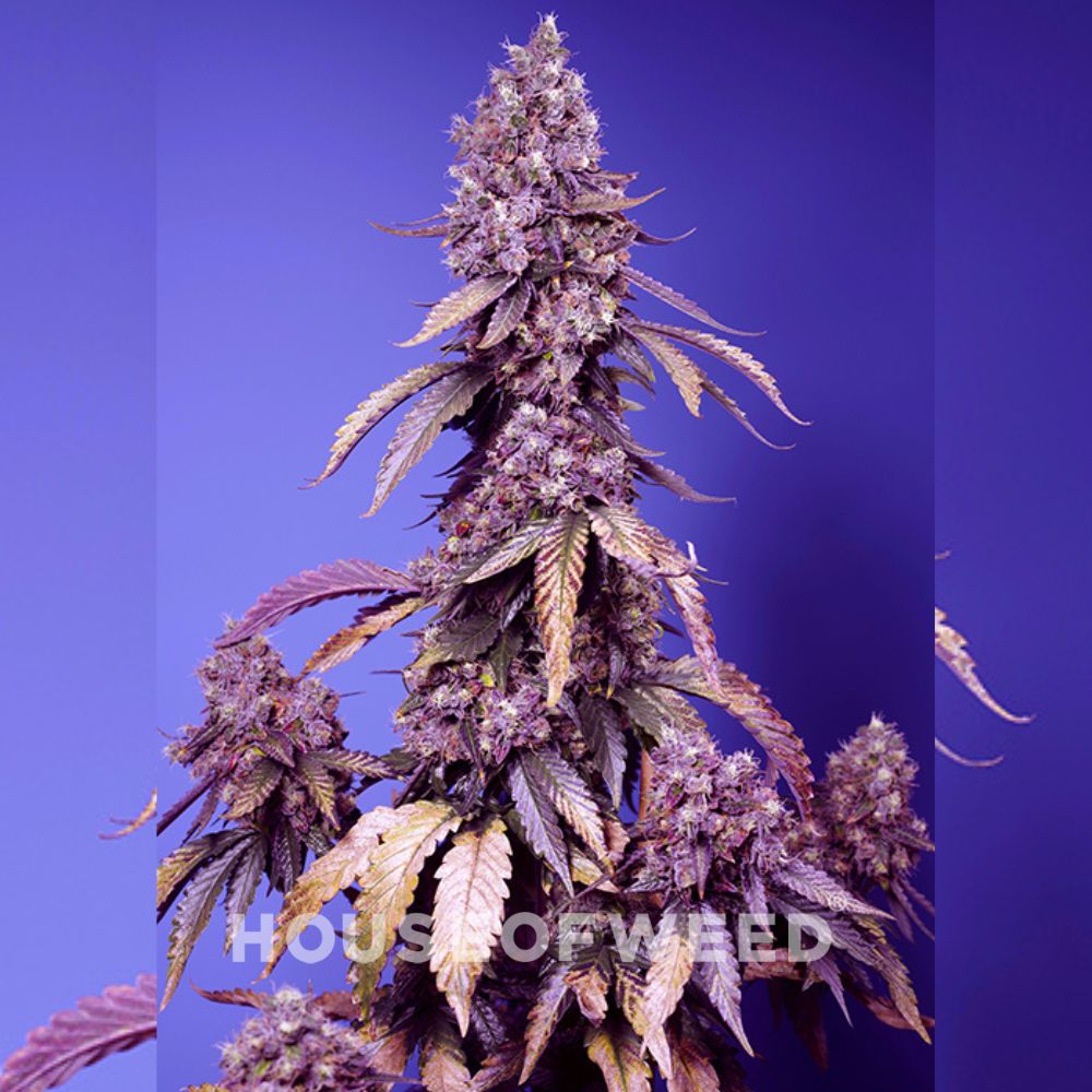 Sweet_Seeds_Black_Muffin_F1