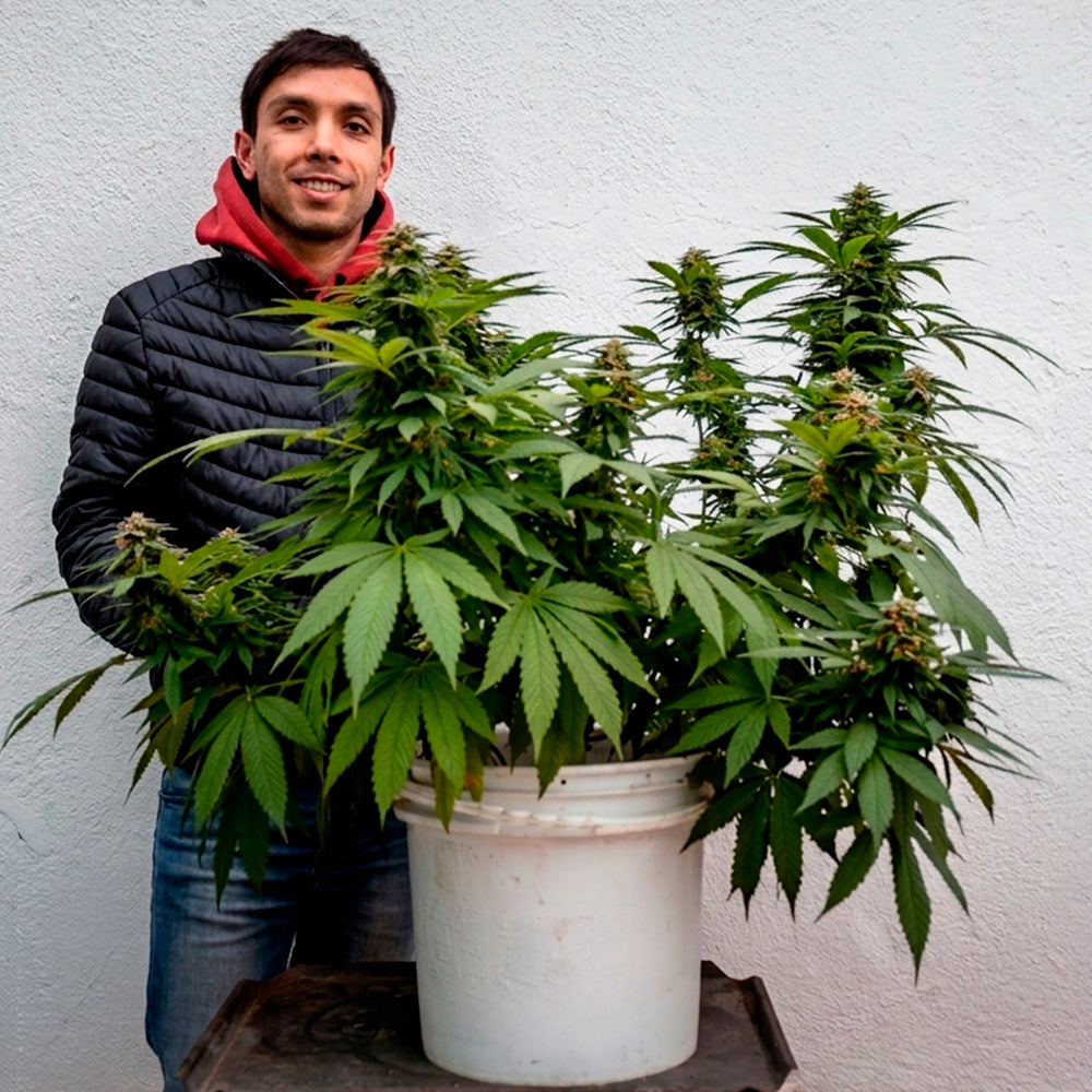 Curso de Cultivo Exterior Cannabis 2026