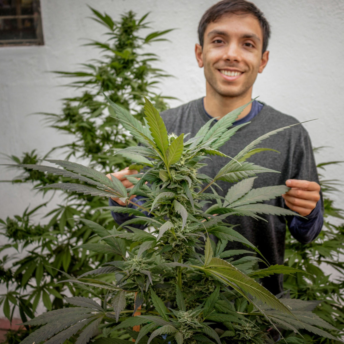 Cultivo exterior en terraza