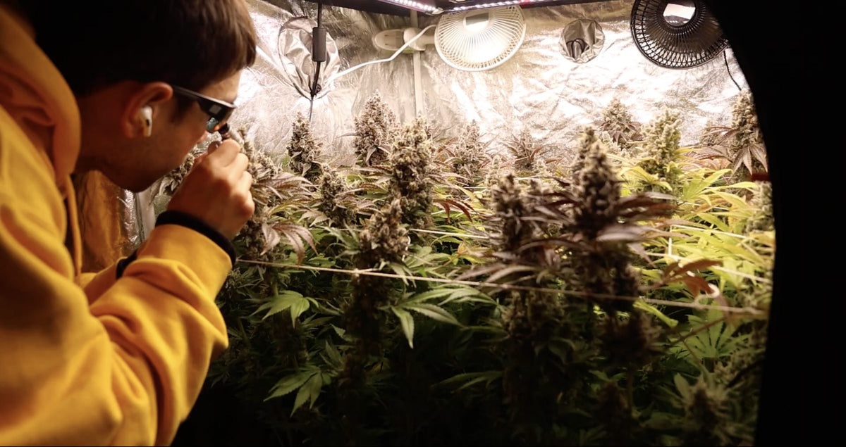 Noé revisando sus plantas dentro de la carpa de cultivo