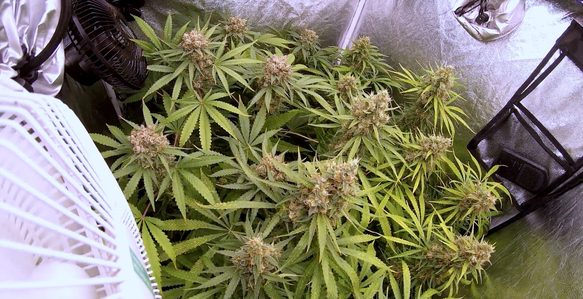 Plantas Sweet Seeds en floración dentro de la carpa