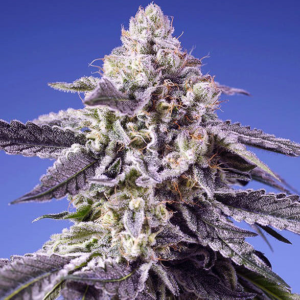 Semillas Permanent Jealousy XL Auto® | 20-28% THC Mentol Chile