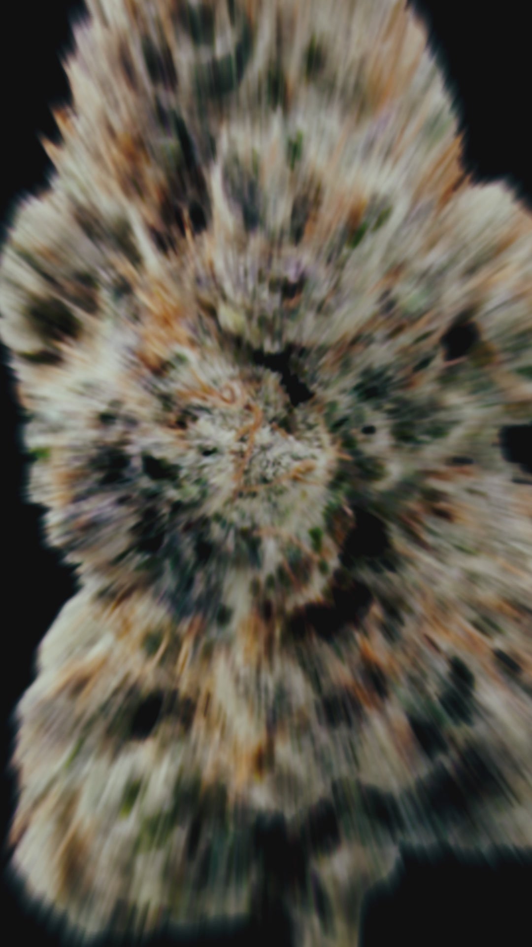 Video del cogollo de la variedad Pilot, flor densa llena de tricomas y pistilos anaranjados