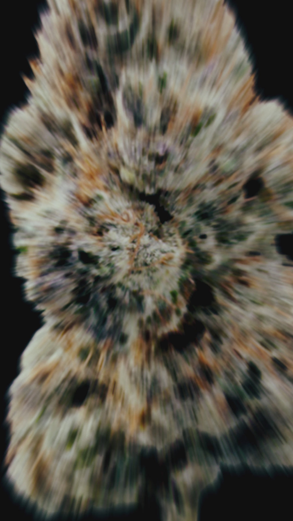 Video del cogollo de la variedad Pilot, flor densa llena de tricomas y pistilos anaranjados