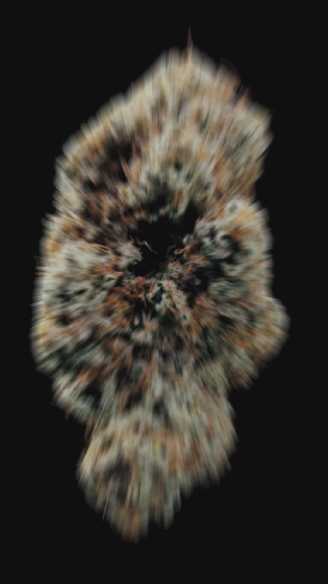 Video del Cogollo de Cherry Crush de World Breeders. Flor compacta de color verde y mucha resina.