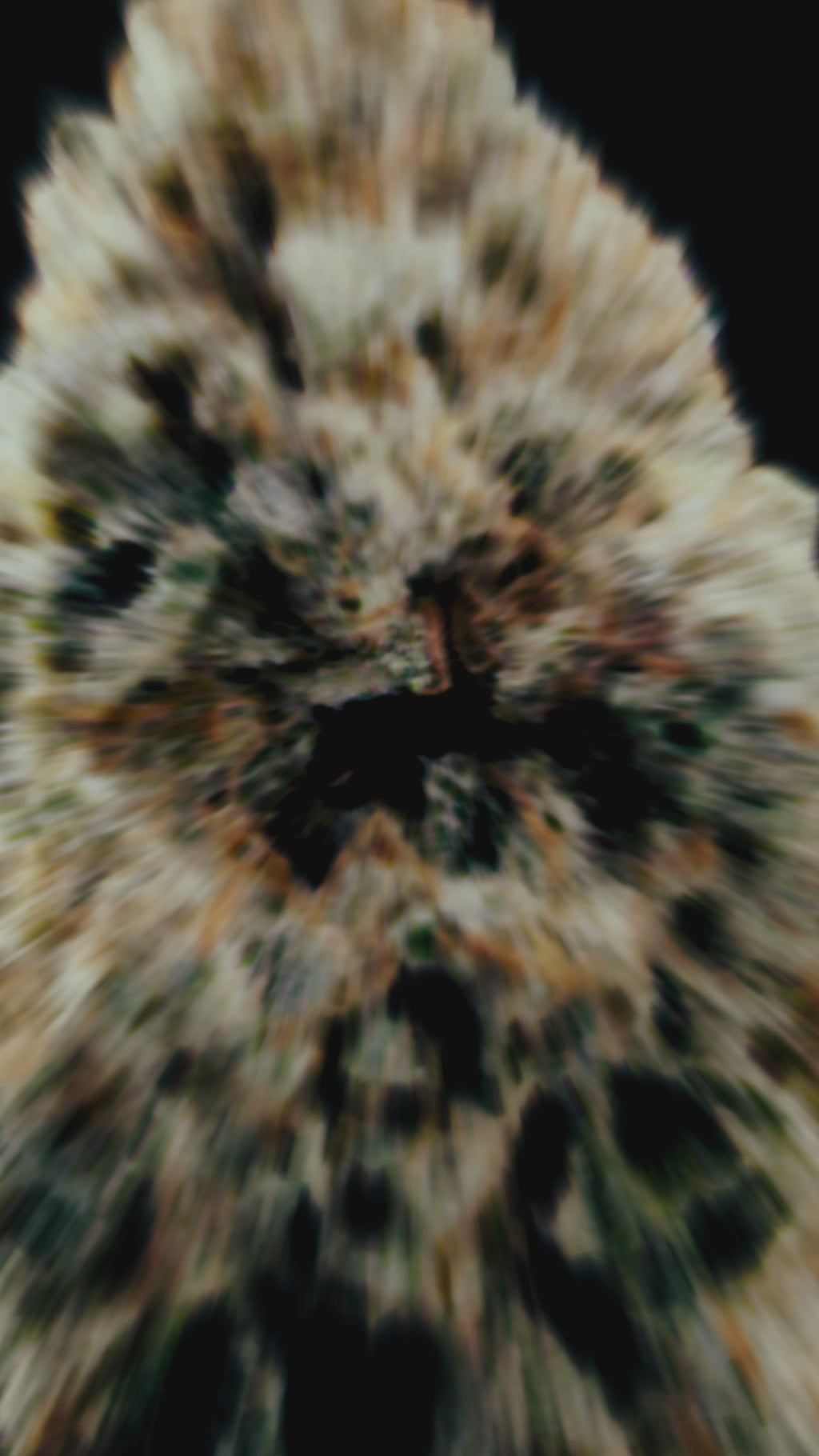 Video de Flor de cannabis Crunch de World Breeders. Cogollo híbrido denso, compacto y cubierto de resina.