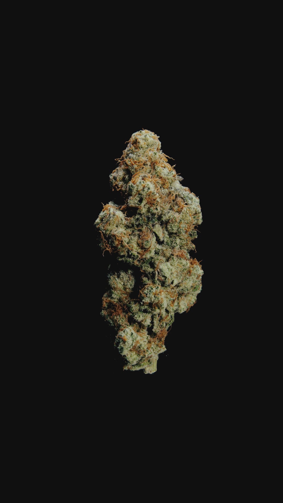 Video de Flor de cannabis Pink Truffle de World Breeders. Cogollo con color rosa pálido, denso y resinoso.