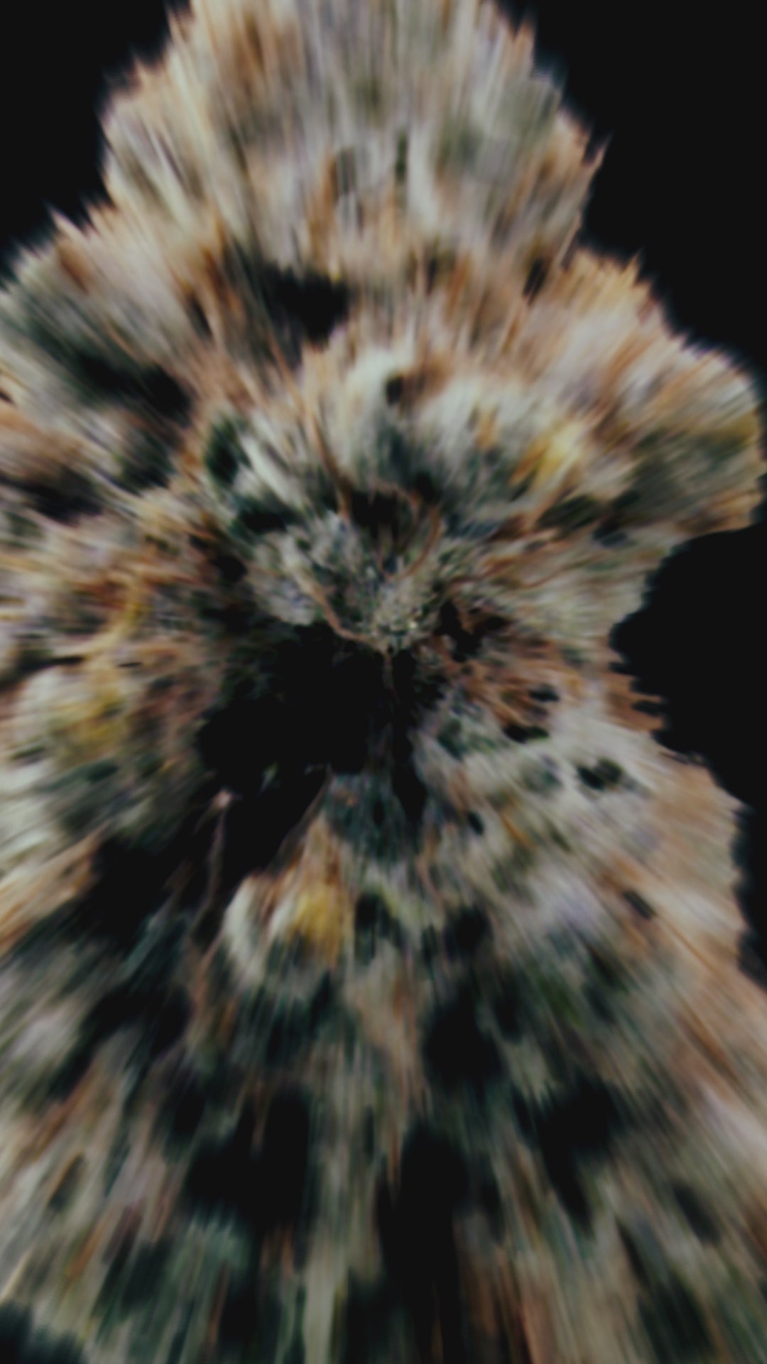 Video del cultivo final de la variedad Fizzy Gum, mostrando la estructura y resina de los cogollos.