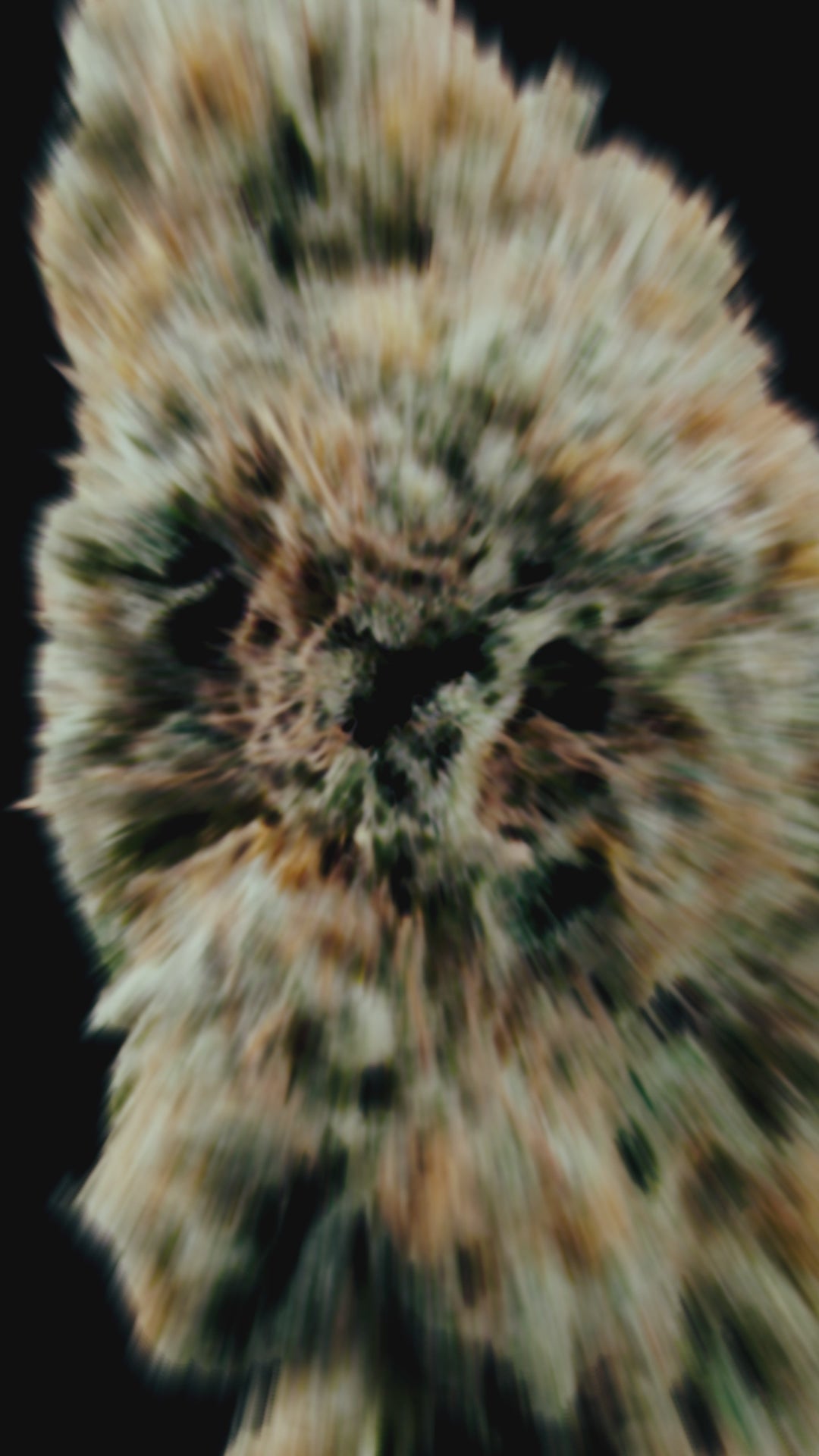 Video de la flor resultante del cultivo de la variedad Clementine Slush, destacando su resina y potente aroma a mandarina.