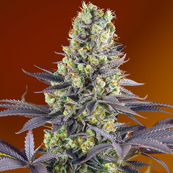 Sweet Zenzation®