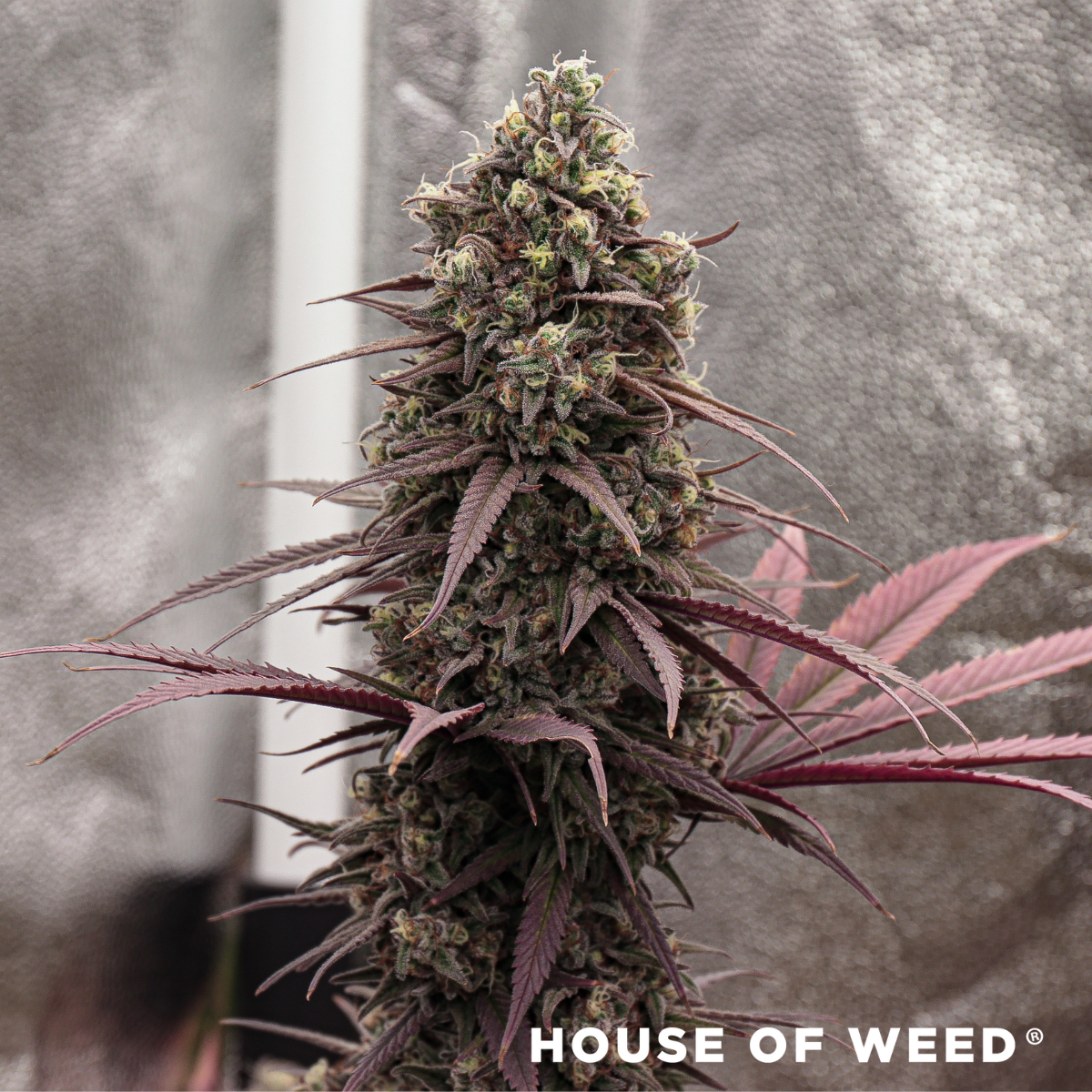 Sweet Cherry Pie